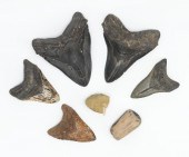 A Collection of Fossils Includ