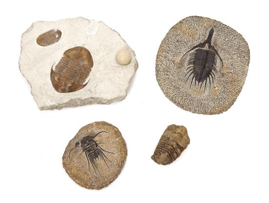 A Collection of Four Trilobite