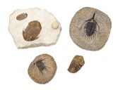 A Collection of Four Trilobite