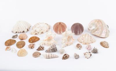 A collection of large seashells