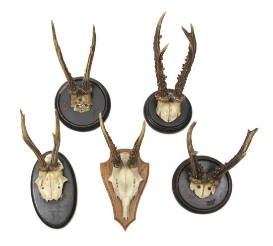 *A Collection of Nineteen Antlers