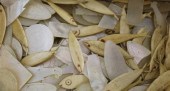 A collection of one hundred an