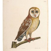 A Collection of Ornithology an