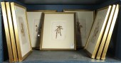 A COLLECTION OF PRESSED BOTANI