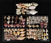A COLLECTION OF SEASHELLS VOLU