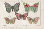 A Collection of Seven Hand-Col
