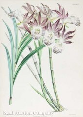 A Collection of Six Antique En