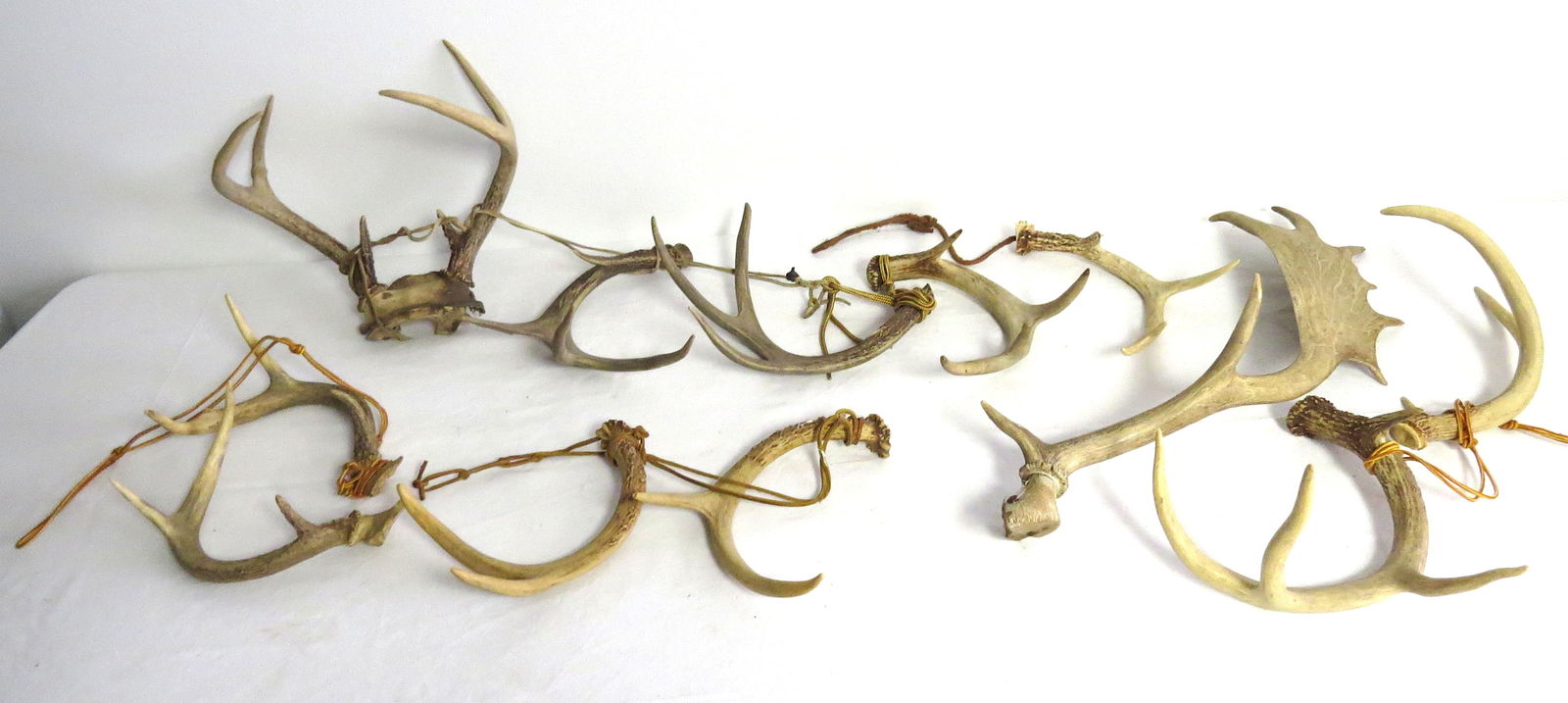 A DOZEN ANTLERS FROM DEER & ELKA