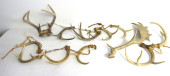 A DOZEN ANTLERS FROM DEER & EL