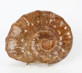A FINE AMMONITE SPECIMEN, JURA