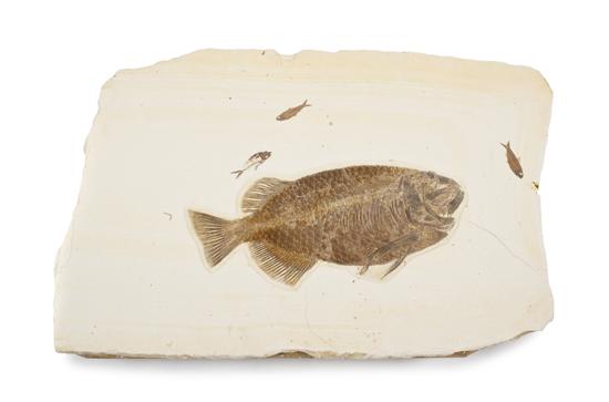 A Fossil Plaque Green River