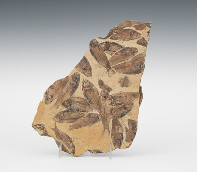 A Fossil Sample on Limestone Matrix