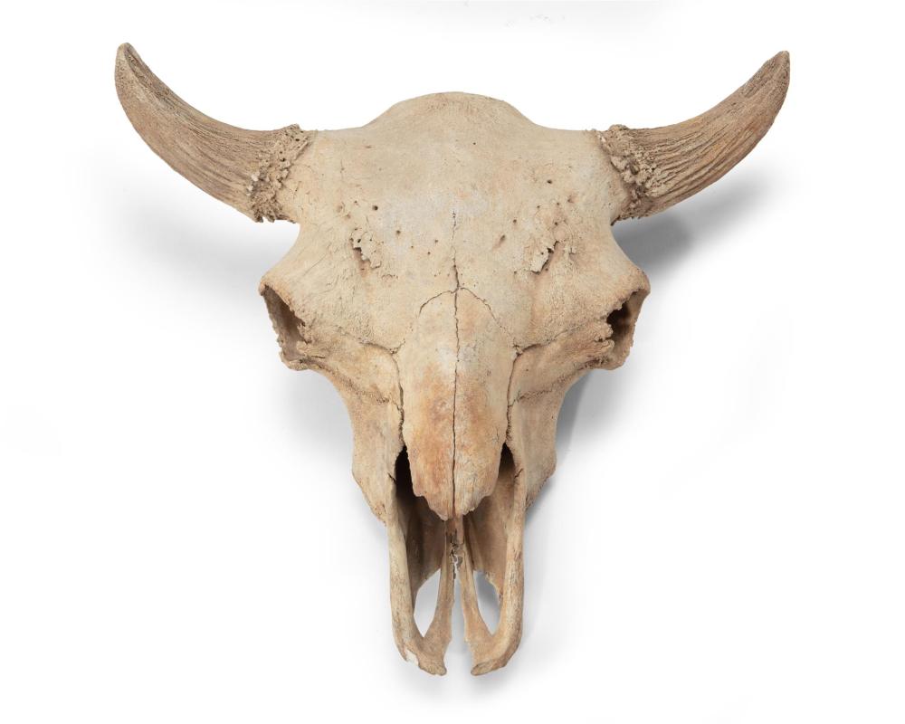 A FOSSILIZED BISON SKULLA