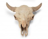 A FOSSILIZED BISON SKULLA foss