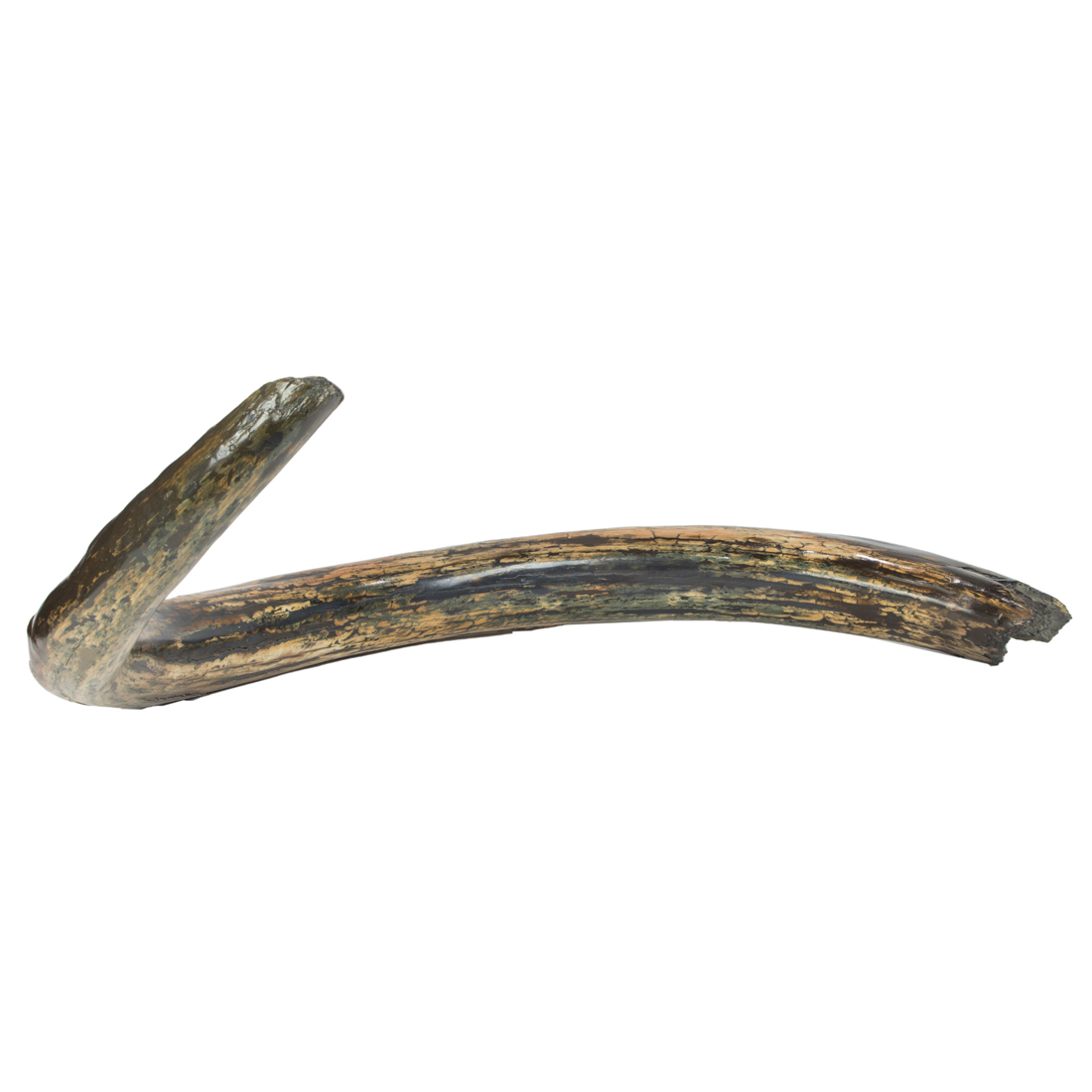 A FOSSILIZED WOOLY MAMMOTH TUSK A