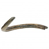 A FOSSILIZED WOOLY MAMMOTH TUS