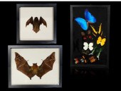 A FRAMED BUTTERFLY COLLECTION