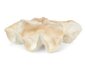 A GIANT CLAM SHELL SPECIMEN<br