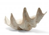 A GIANT CLAM SHELLA giant clam
