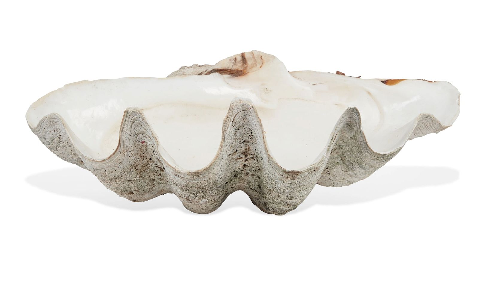 A GIANT CLAM SHELLA giant clam