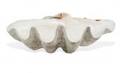 A GIANT CLAM SHELLA giant clam