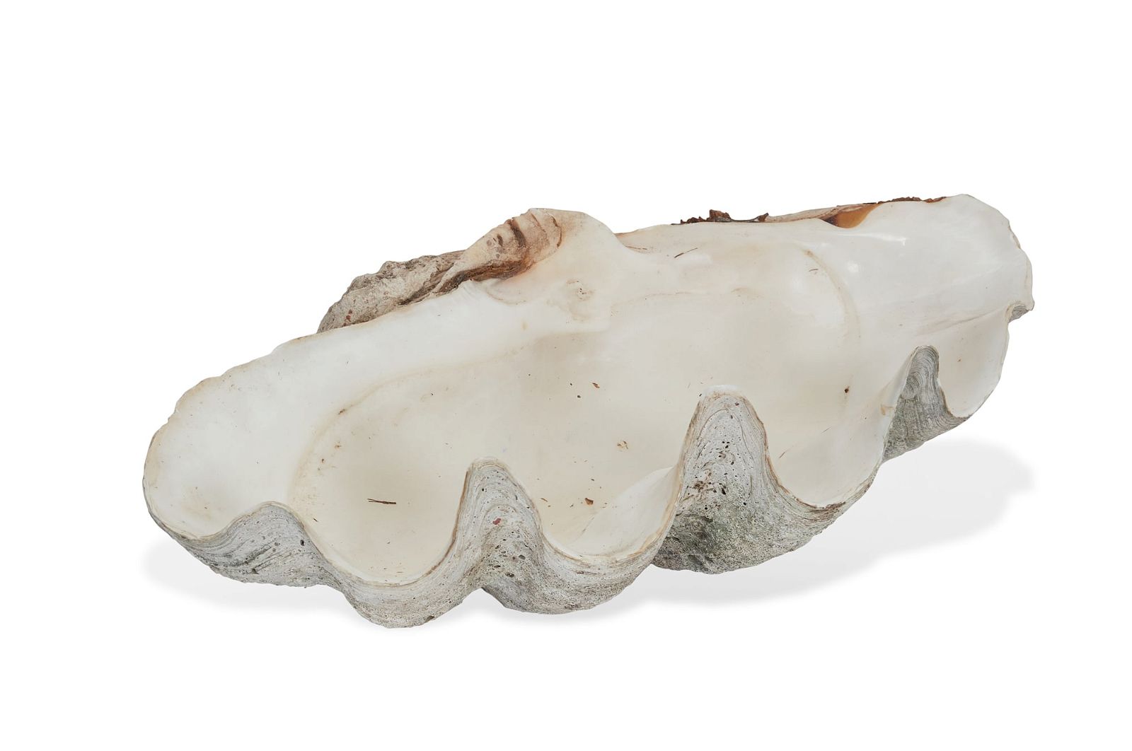 A GIANT CLAM SHELLA giant clam