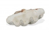 A GIANT CLAM SHELLA giant clam