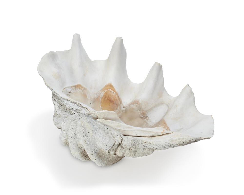 A GIANT CLAM SHELLA giant clam