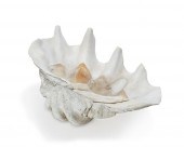 A GIANT CLAM SHELLA giant clam