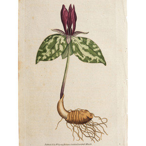A Group of Avian and Botanical