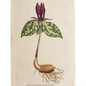 A Group of Avian and Botanical