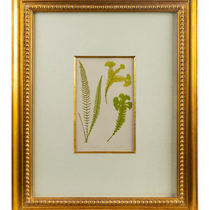 A Group of Eight Fern Botanical