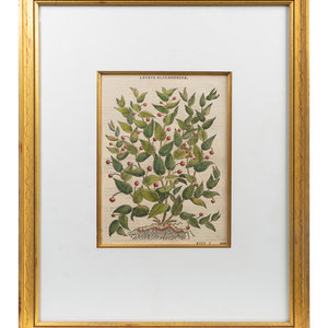 A Group of Eight Hand Colored