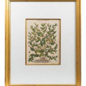 A Group of Eight Hand Colored