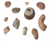 A GROUP OF FOSSILSA group of f