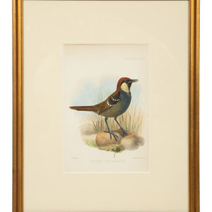 A Group of Nine Ornithological