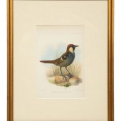 A Group of Nine Ornithological