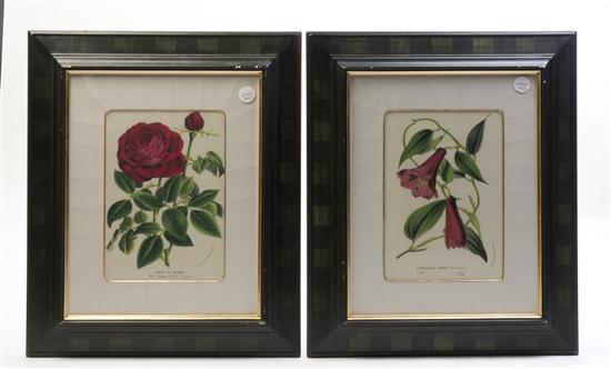 A group of two botanical engravings