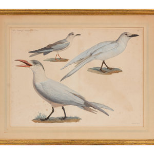 A Group of Two Hand Colored