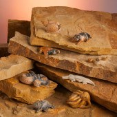 A GROUP OF ZUNI STONE FETISH A