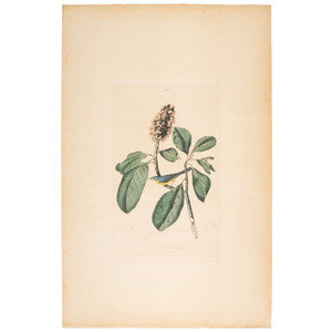 A Hand-Colored Audubon Engraving,