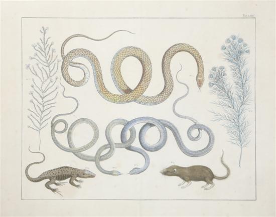 *A Handcolored Etching depicting