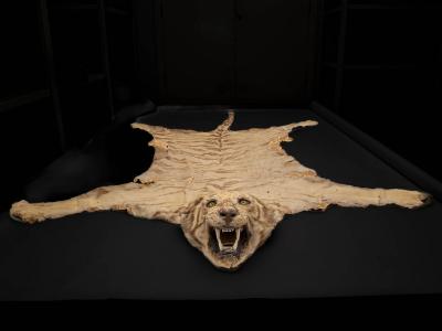 A juvenile Bengal tiger skin rug,