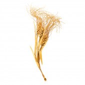 A LARGE 22K YELLOW GOLD WHEAT