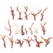 A Large Collection of Coral Br