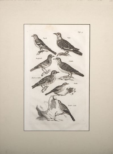 A Large Collection of Prints and