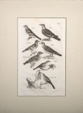 A Large Collection of Prints a