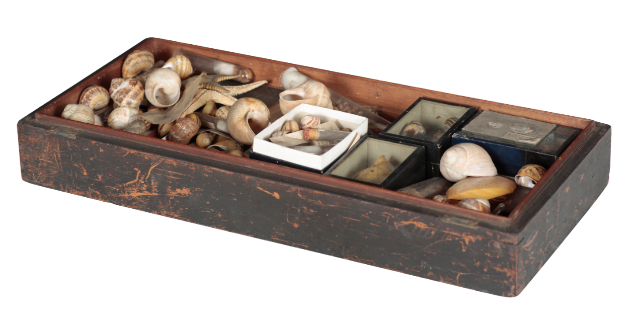 A LARGE COLLECTION OF SHELLS