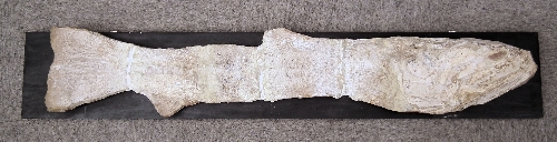 A large fish fossil 42ins overall