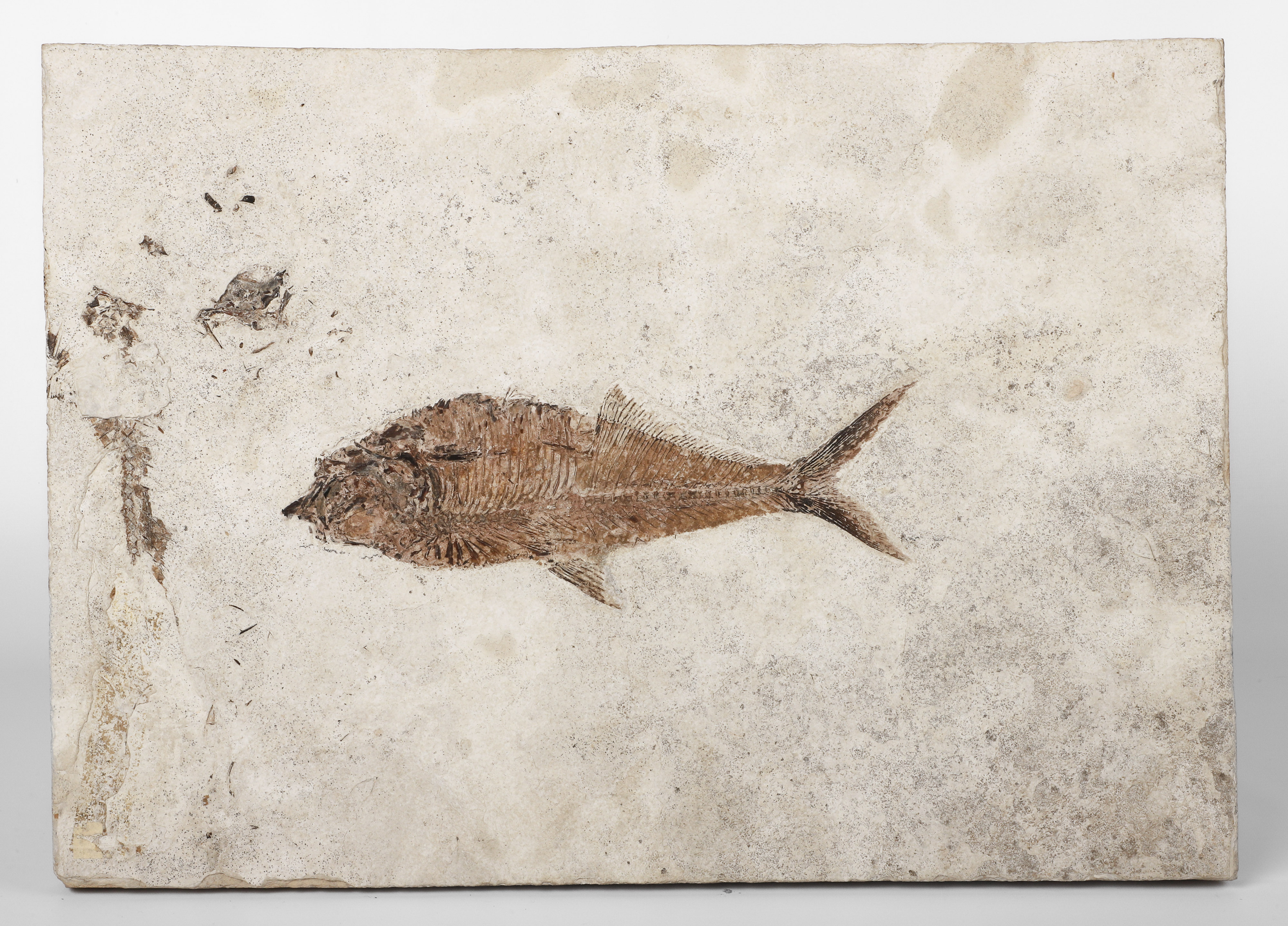 A Large Fossil of a Fish,